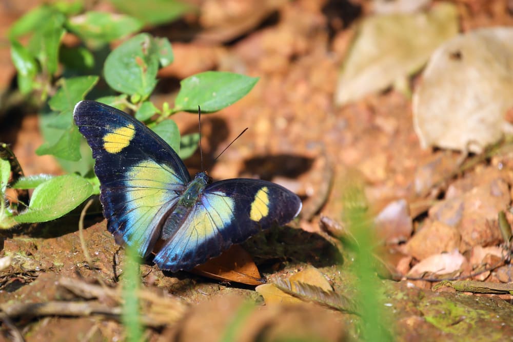 Interesting facts about Ghana include its butterflies