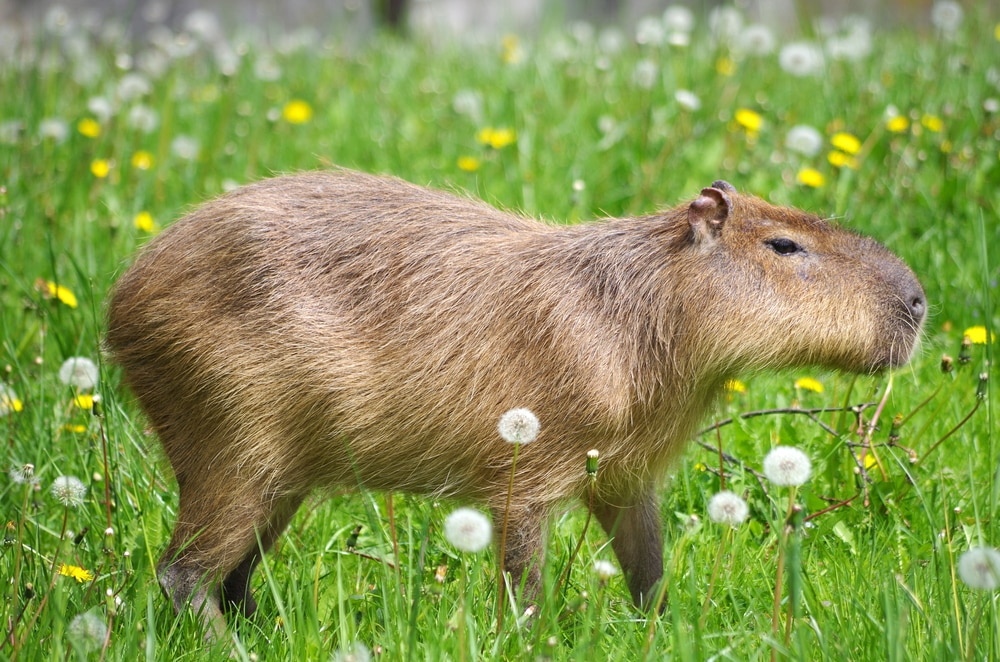 The world's largest rodent, the capybara