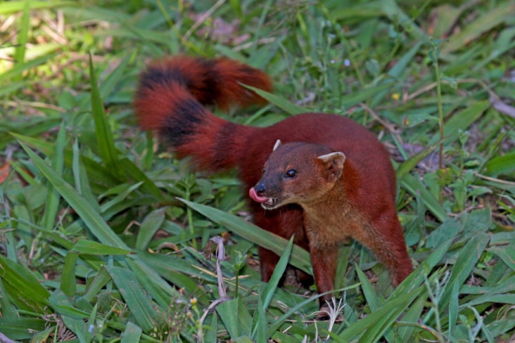 A mongoose in green grass in Madagascar