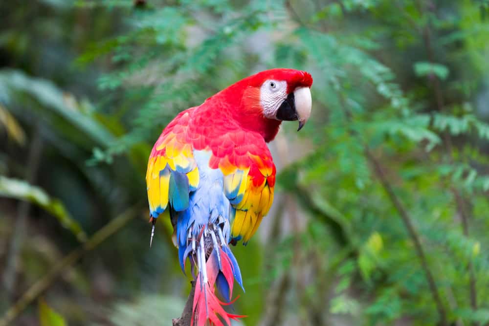 The national bird of Honduras is the scarlet macaw