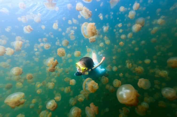 Jellyfish Lake is filled with millions of jellyfish