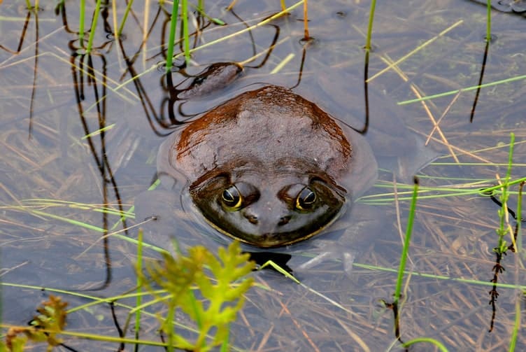 The goliath frog in a pond