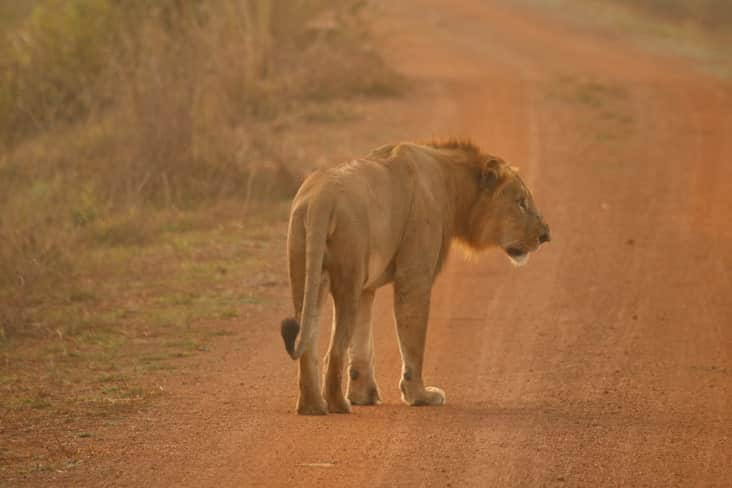 A lion in Pendjari National Park in Benin
