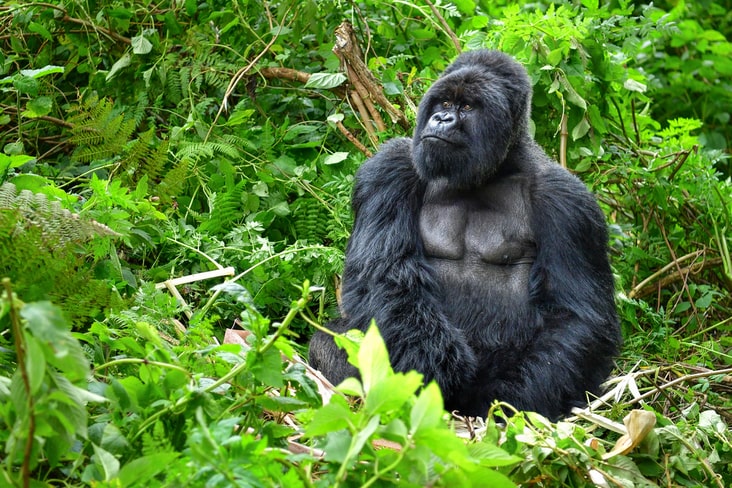 A gorilla in the Congolese Rainforest
