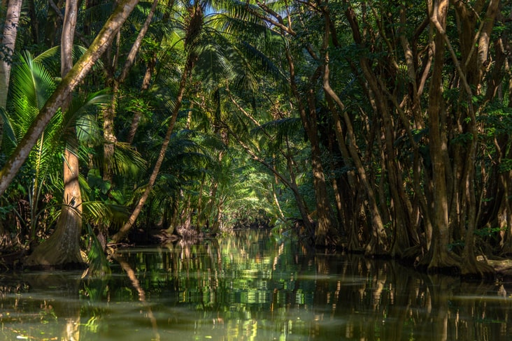 A river running through rainforest