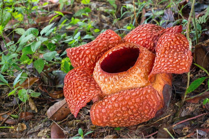 The world’s largest flower, Rafflesia 