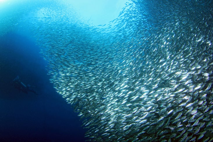 A shoal of sardines