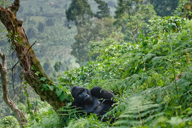 A gorilla in the Bwindi Impenetrable National Park 