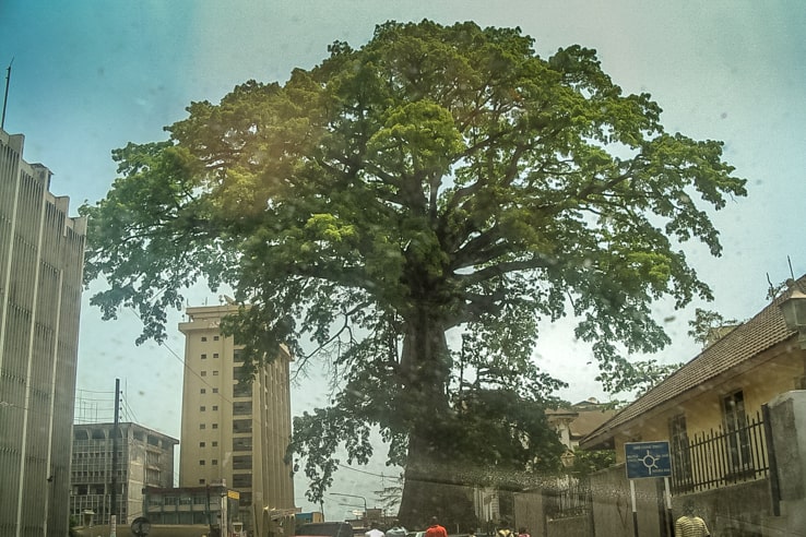 Freetown's famous cotton tree 