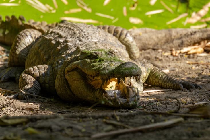 A crocodile at  Kachikally Crocodile Pool