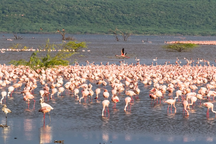 Flamingoes at Lake Baringo in Kenya 