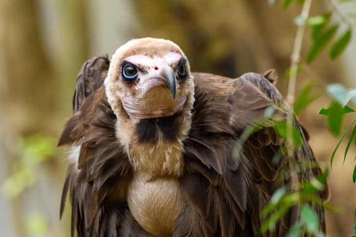 A close up of a hooded vulture