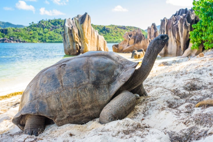 A giant tortoise on a beach