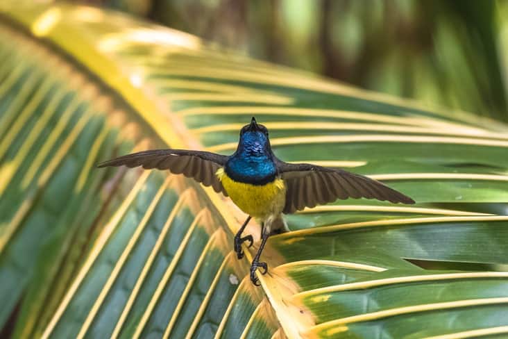 A Newton's sunbird on a palm leaf