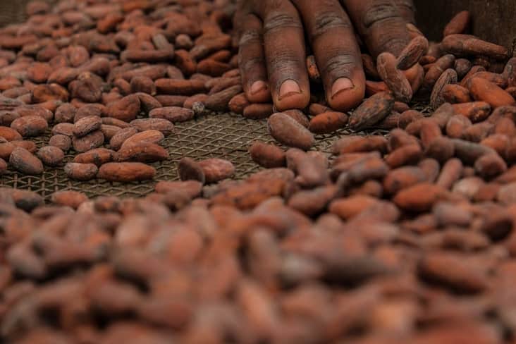 cocoa beans on a tray in São Tomé and Príncipe