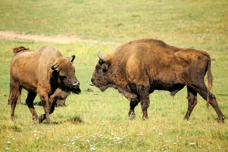 Two European bison in a field