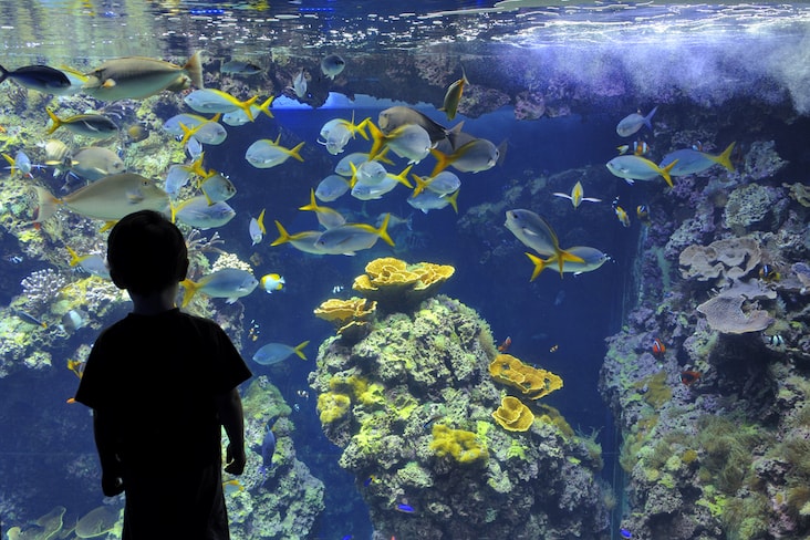 A child looks at fish in the aquarium in Monaco