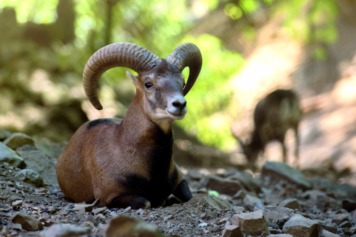 A mouflon with big horns sitting down in the woods