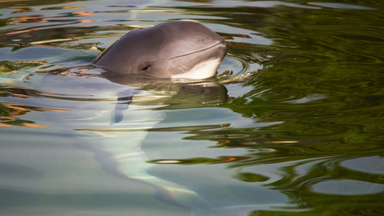 Vaquita