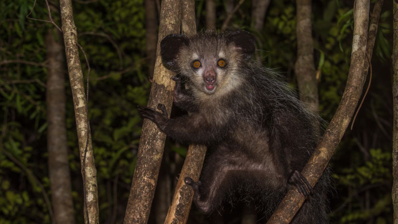 Aye-aye, nocturnal lemur of Madagascar.
