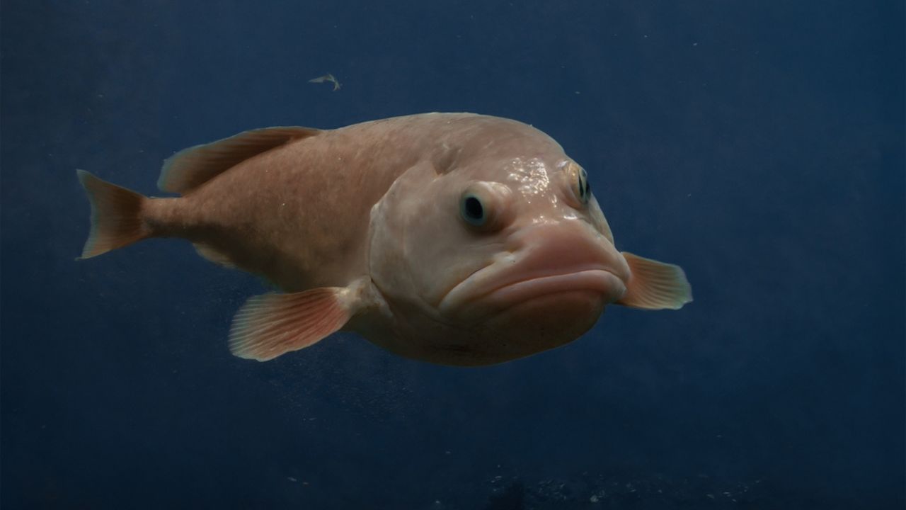 Blob fish
