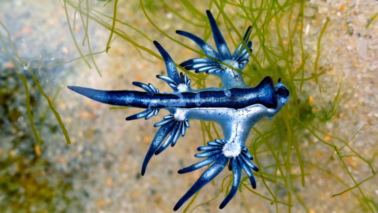 20 Coolest Animals You Never Knew Existed - The Facts Institute