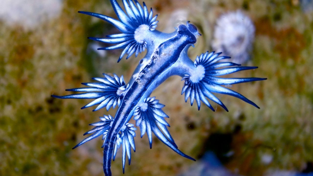 Blue dragon sea slug