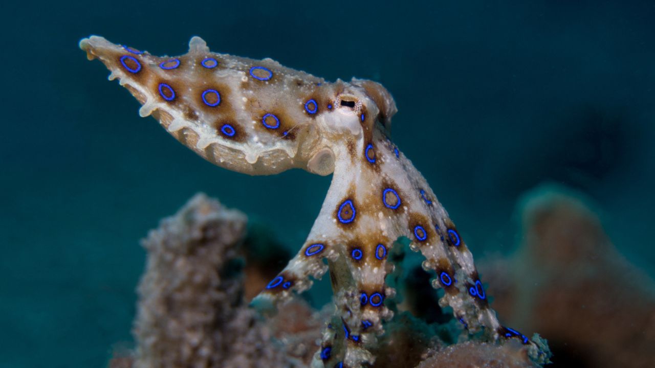 Bluering octopus