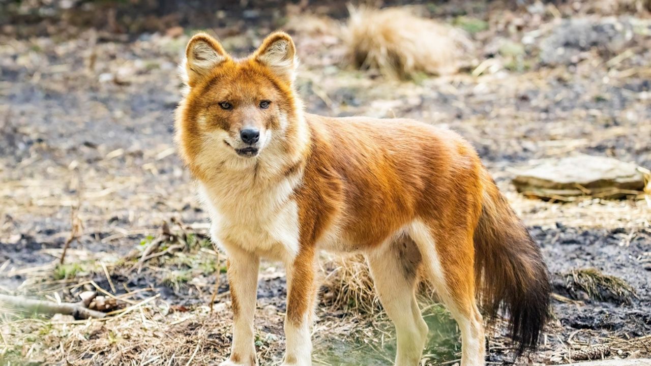 dhole wild dog