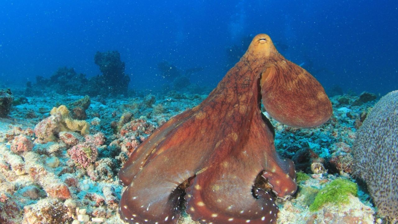 dumbo octopus