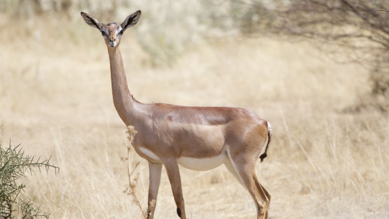 Gerenuk