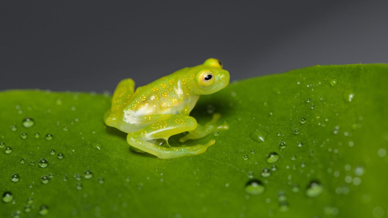 glass frog