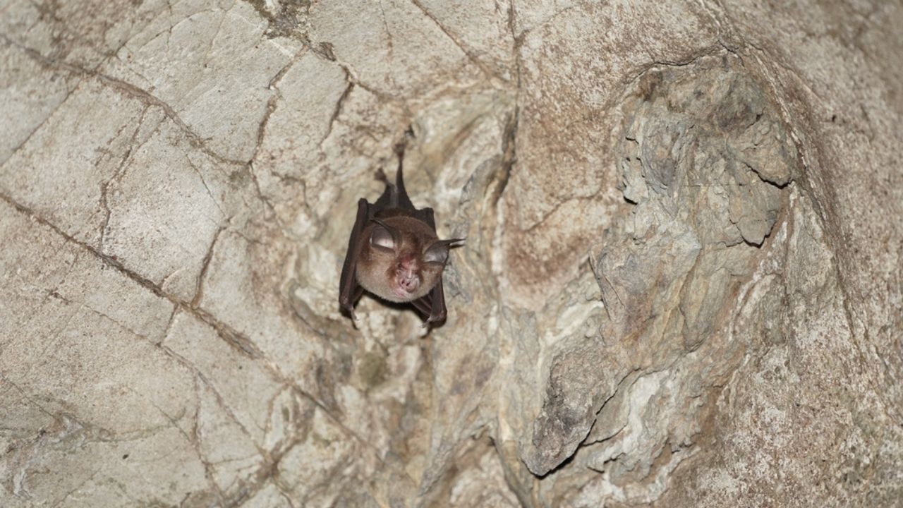 kittis hog nosed bat