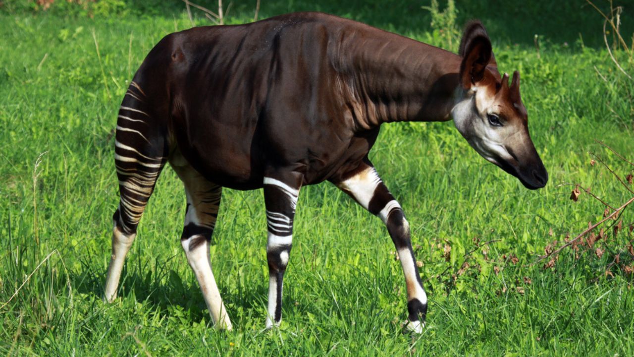 okapi