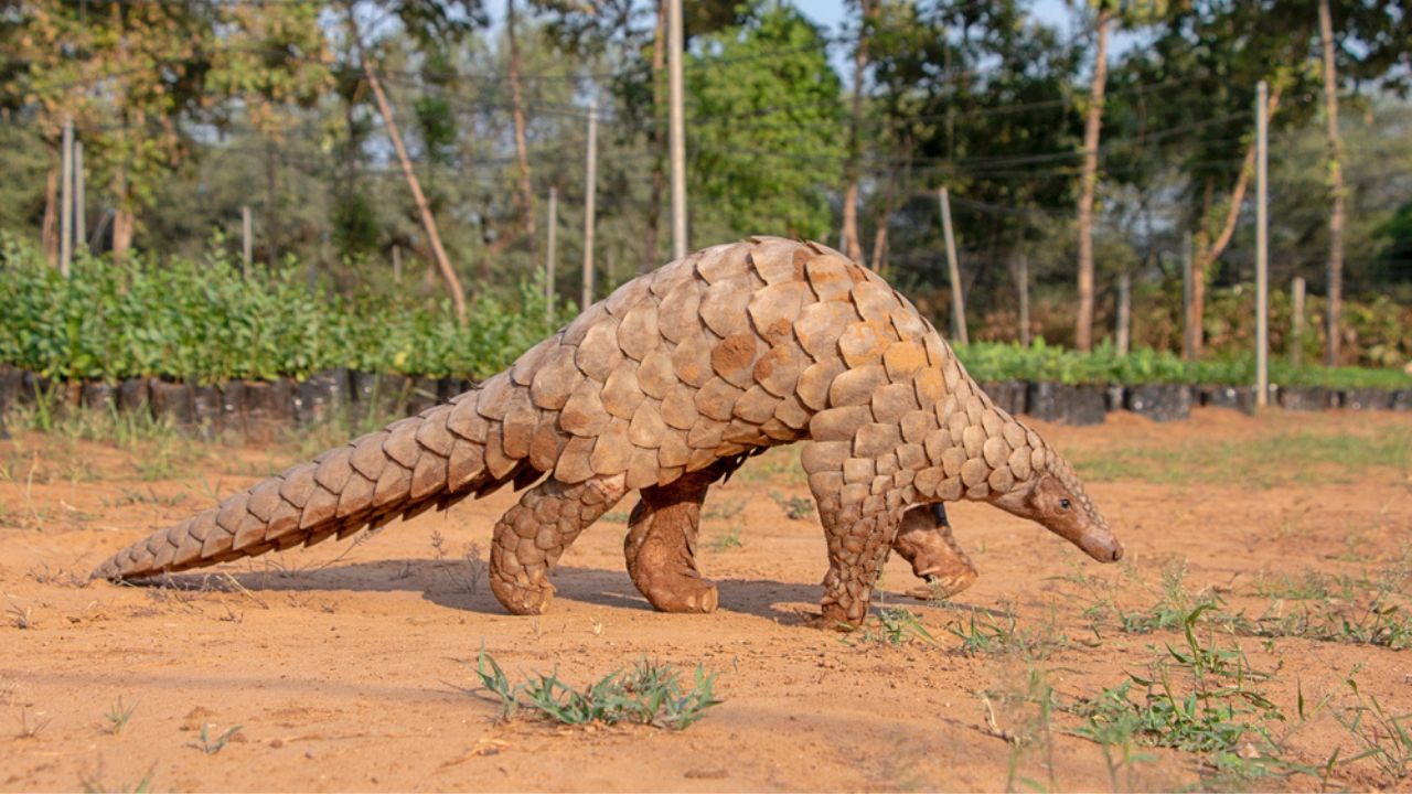 pangolin