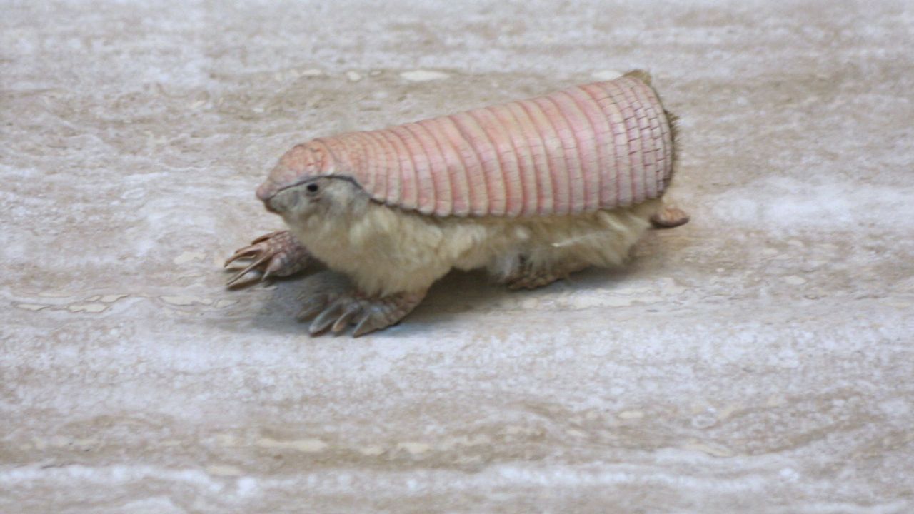 Pink Fairy Armadillo