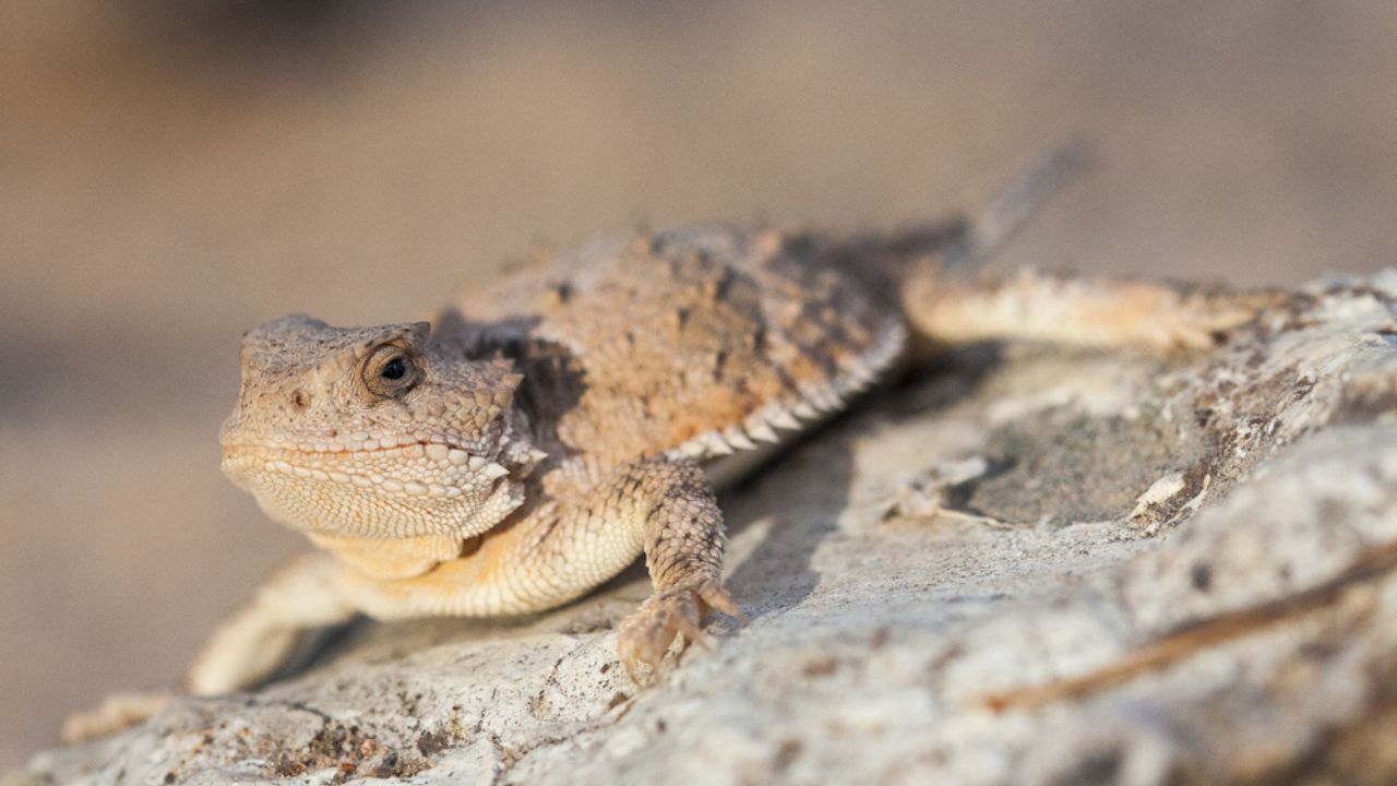 Short-Horned Lizard