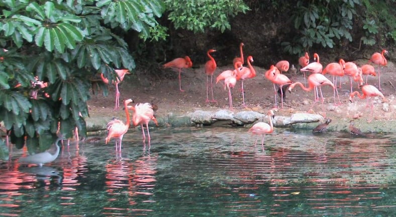 Flamingos 33322097221