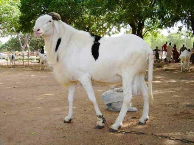 Ladoum sheep senegal