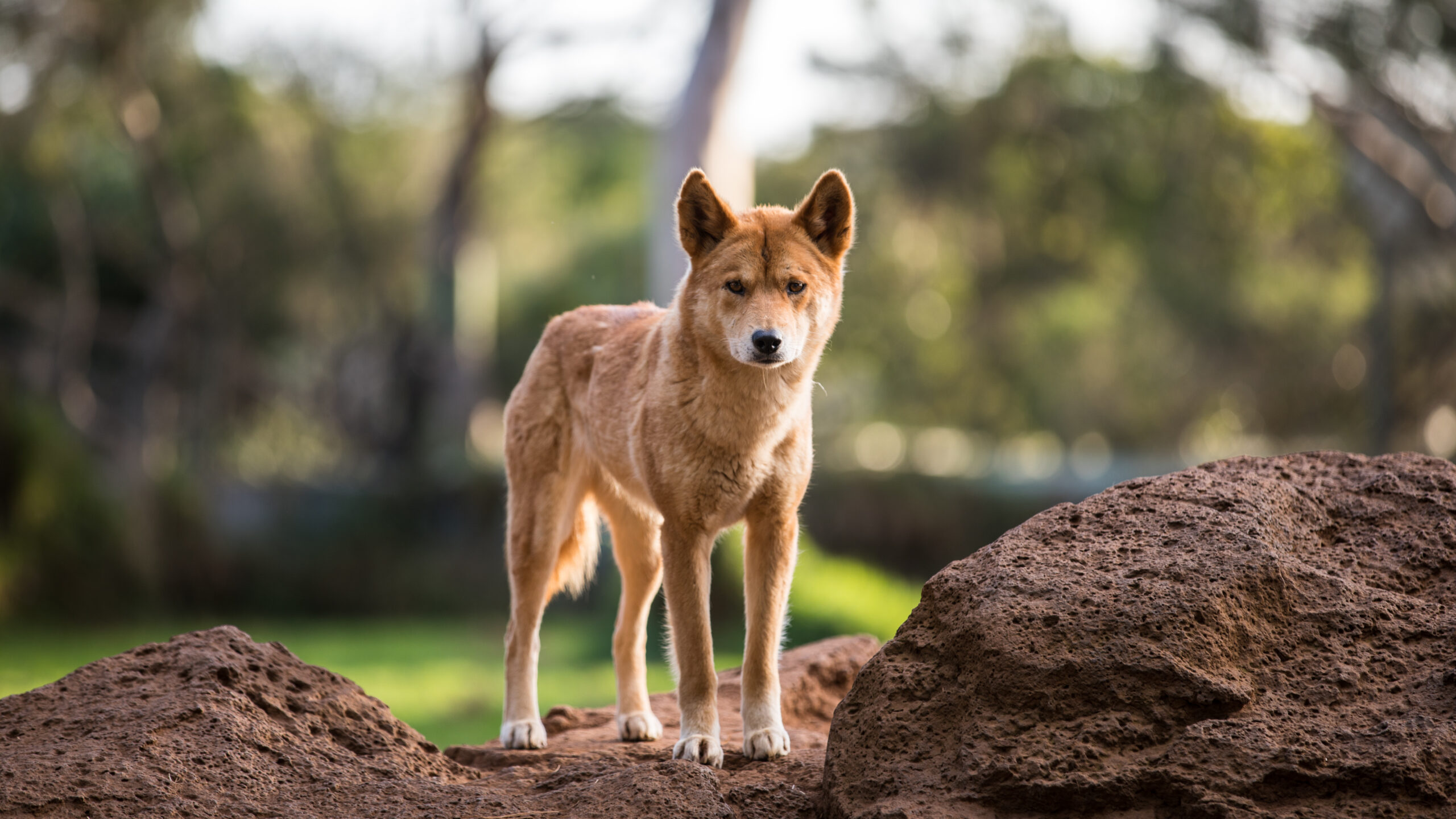 dingoes scaled