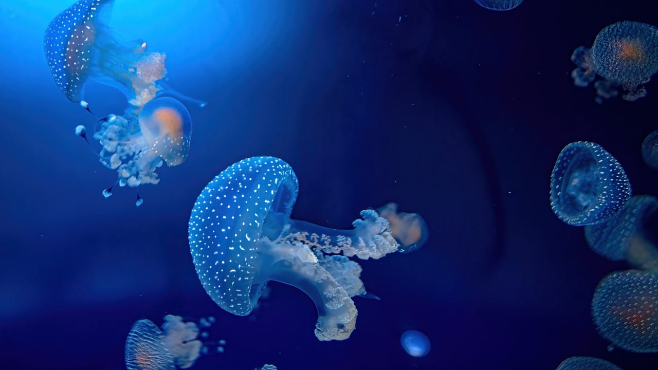 jellyfish