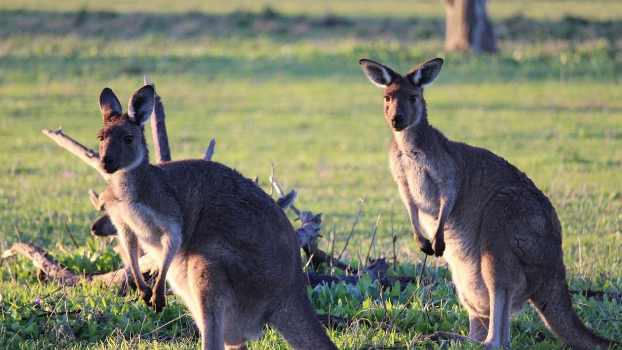 kangaroos