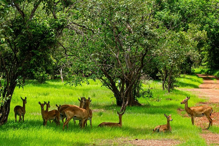 niokolo koba national park