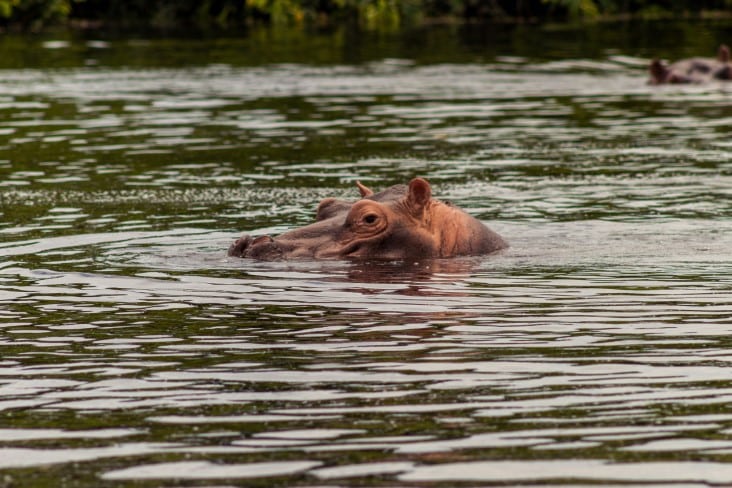 rare species of hippo
