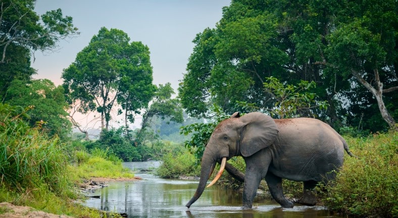 republic of congo forests