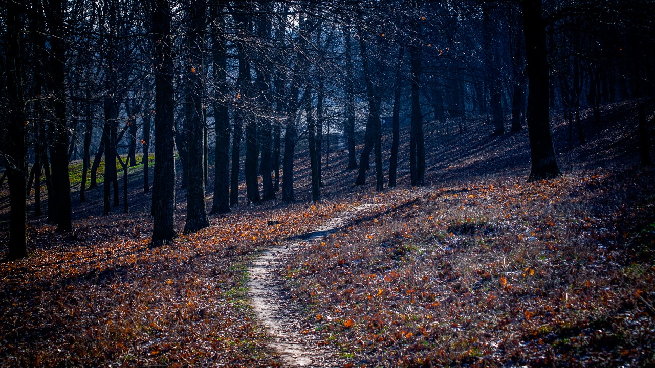 aokigahara forest
