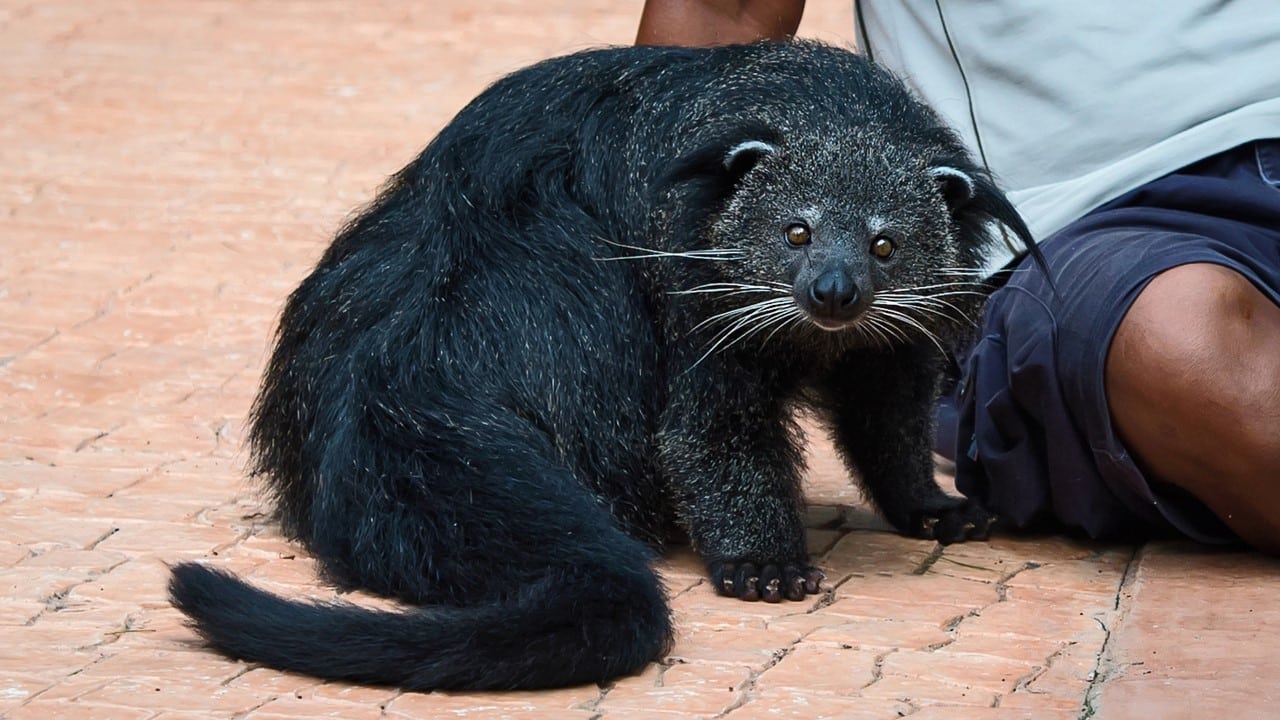 bearcat
