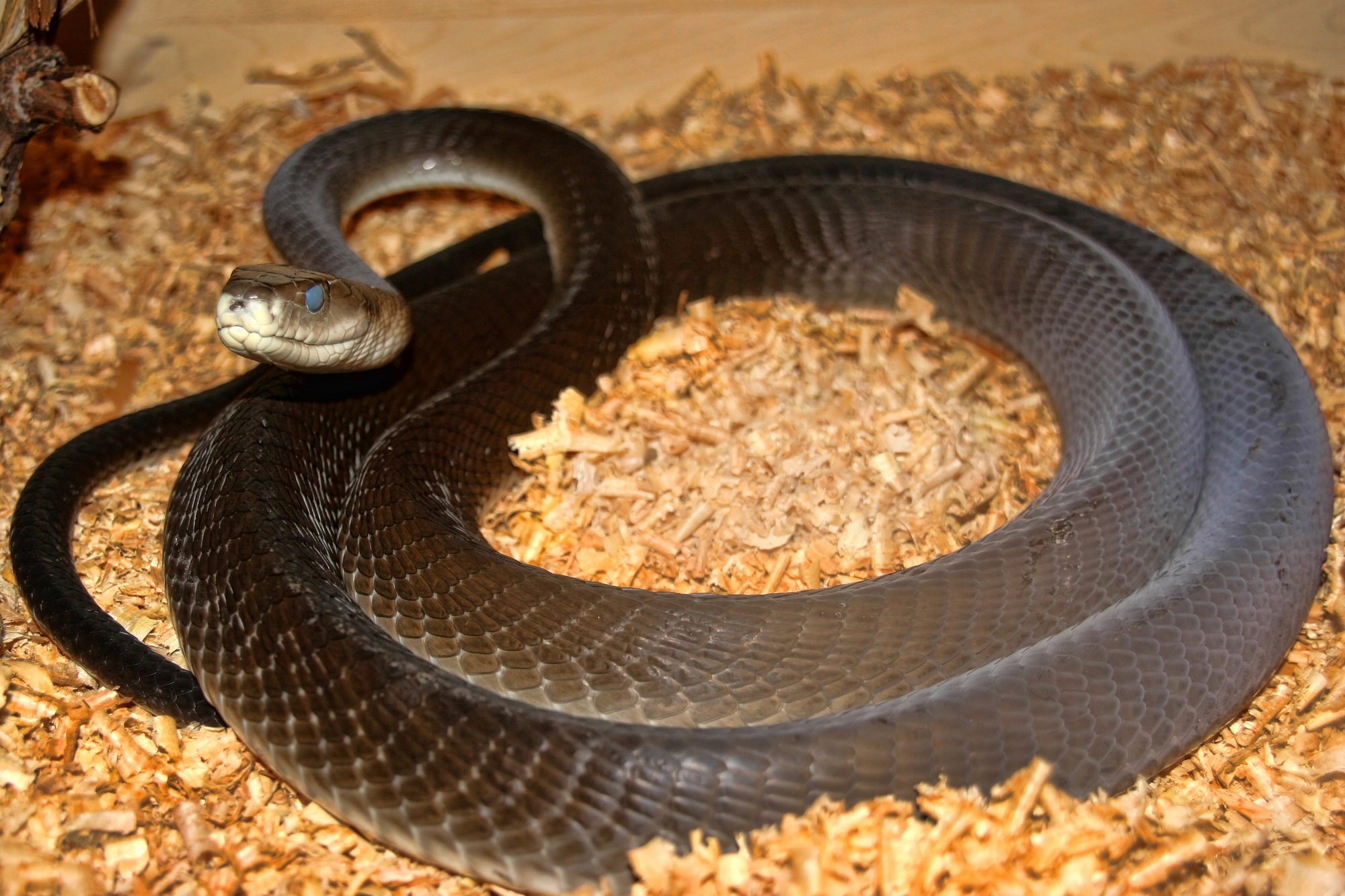 black mamba