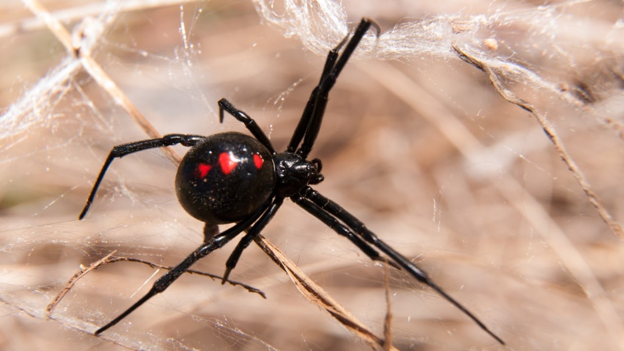 black widow spider