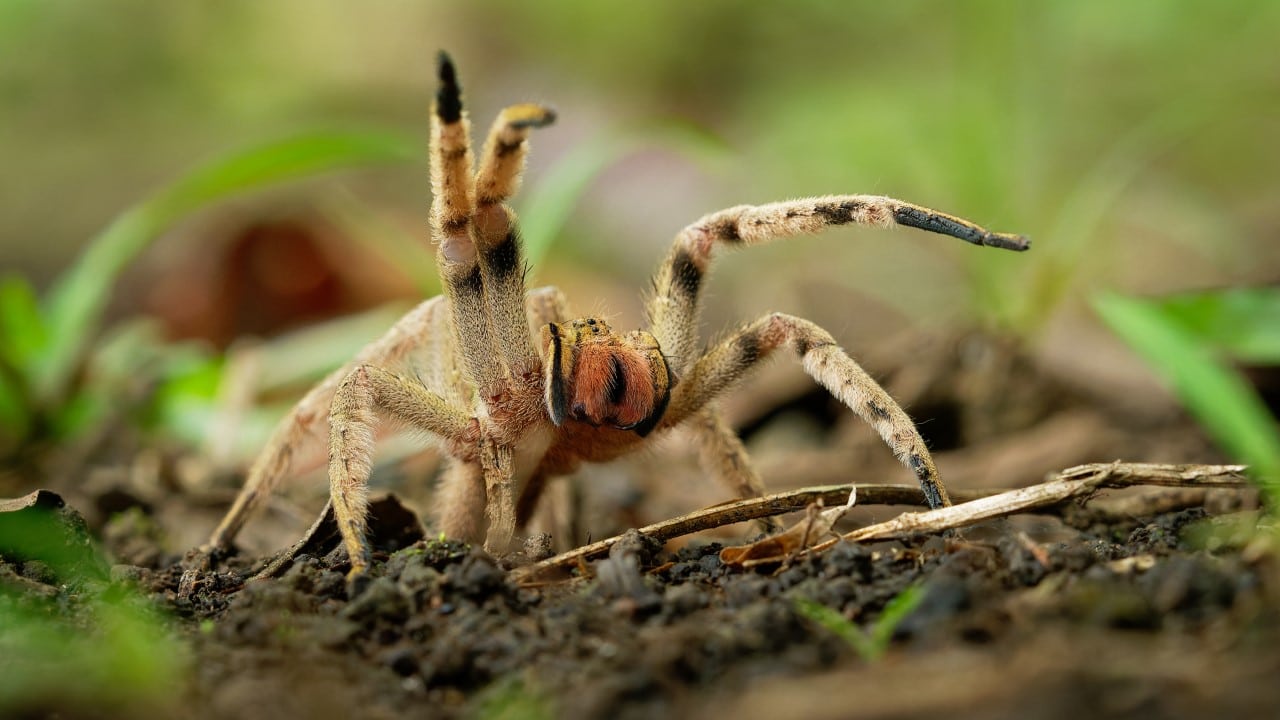 brazilian wandering spider